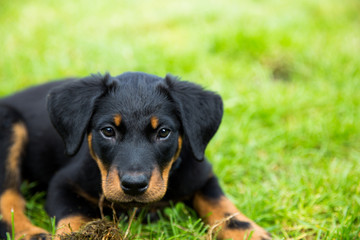 chiot beauceron © devpix