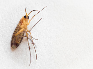 House mosquito relaxing and waving at the camera.