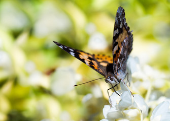Colorful butterfly feeding on a jasmine flower