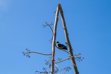 Bird on a tree against the blue sky