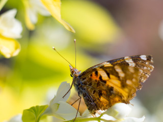 Beautiful butterfly feeding on jasmine flowers