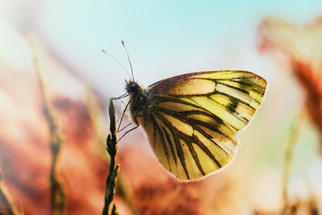 Yellow butterfly on a blade of grass at sunset on a warm spring day. Pieris brassicae