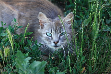 Obraz premium cat on the grass