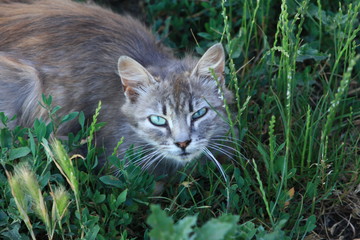 gray cat in grass without proprietor