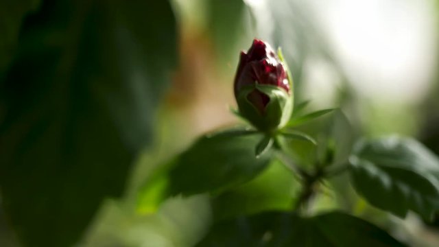Close up for unopened red rose bud and green petals, beauty of nature. Stock footage. Beautiful rose flower in the garden on blurred background.