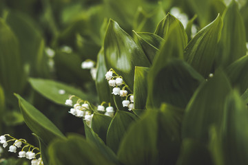 Close picture of some May bells as spring finally arrives to Canada and the city of Ottawa.