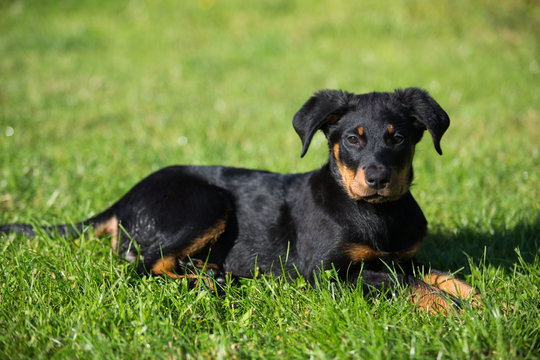 chiot beauceron