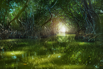 Mangrove forest by the Ria Celestun lake - obrazy, fototapety, plakaty