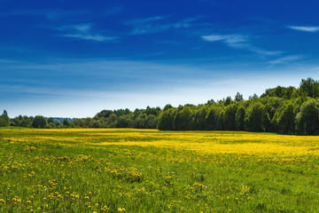 Spring solar landscape
