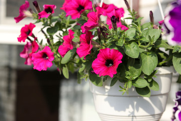 Beautiful decorative pink petunias in hanging pots in the open air