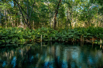 Mangrove forest by the Ria Celestun lake