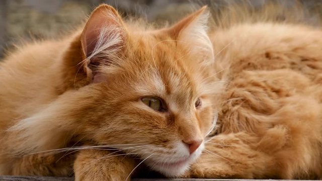 adult fluffy red cat rests and falls asleep closing its eyes, close up