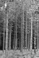 Au milieu des arbres en noir et blanc