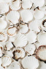 Sea shells pattern on white background. Flat lay, top view minimal scallop texture.