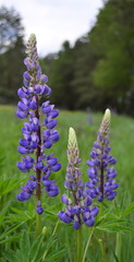 Blooming blue lupine single single, vertical close-up