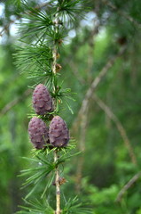 Bright green fluffy branches of larch. The natural beauty of graceful larch. Close-up of young larch branch in spring