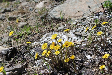 yellow flowers in garden