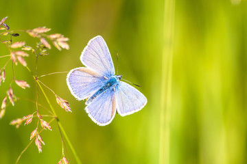blue butterfly on meadow in the sunset