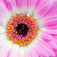 Gerbera Flower