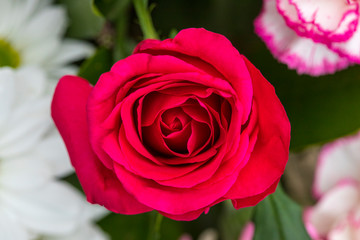 Naklejka premium Red Rose