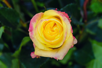Beautiful Red-Yellow Rose. Red Yellow rose in the garden.