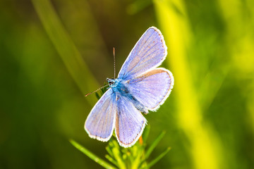 blue butterfly on meadow in the sunset