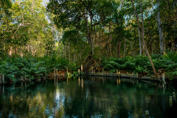 Mangrove forest by the Ria Celestun lake