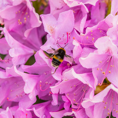Bee Pollinating a Rhododendron