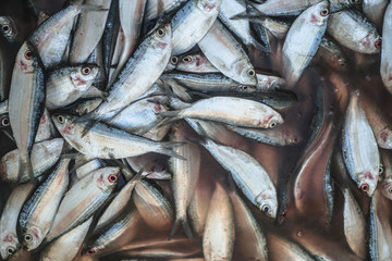 Fish market in Asia. Catching sea and ocean animals in the Indian Ocean. Tuna on shelves for sale. Exotic background