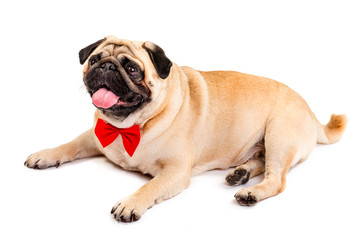 Obraz premium Dog pug. Cute little dog with a red bow tie is lying on a white background