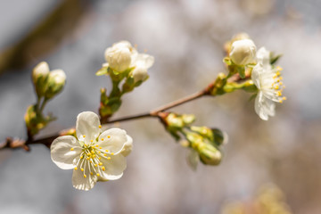 Obraz premium .A branch of cherry blossoms on a spring day.