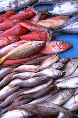 Fototapeta premium Fish market in Asia. Catching sea and ocean animals in the Indian Ocean. Tuna on shelves for sale. Exotic background
