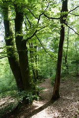 Wald im Fr&uuml;hling