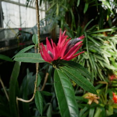 Obraz premium Blume