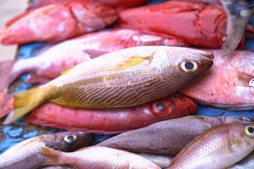 Fish market in Asia. Catching sea and ocean animals in the Indian Ocean. Tuna on shelves for sale. Exotic background