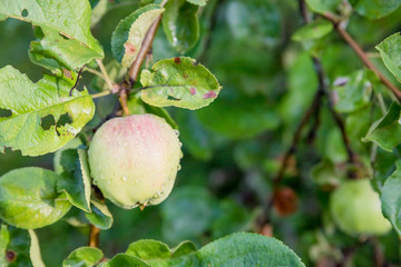 green apples on a branch ready to be harvested.Ripe tasty apple on tree in sunny summer day. Pick you own fruit farm with tree ripen fruits. Delicious and healthy organic nutrition. Healthy detox food