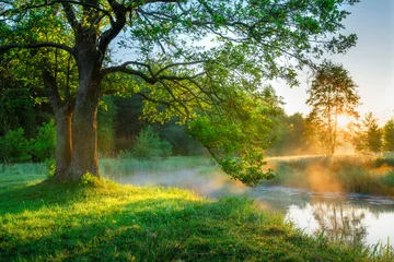 Heller Sommermorgen am Flussufer. © alexugalek