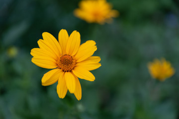 yellow flower