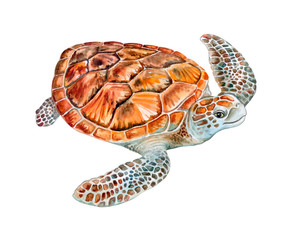 Sea turtle isolated on white background. Watercolor. Illustration.  Template. Close-up. Clip art. Hand drawn. Clip art.