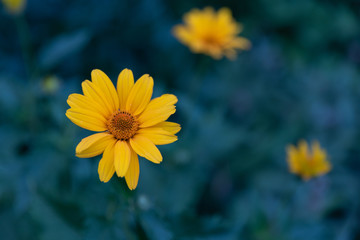yellow flower
