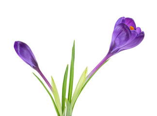 Spring flowers - Crocus flowers with leaves isolated on white background.