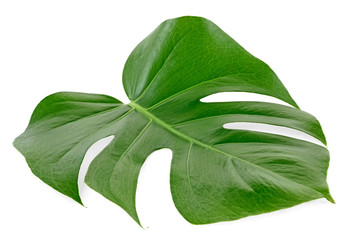 Monstera Deliciosa or Swiss Cheese Plant leaf isolated on a white background © domnitsky