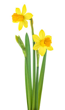 Narcissus flowers with leaves isolated on white background. Spring season.
