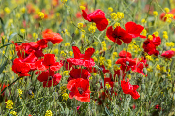 red poppies in spring in the field