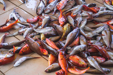 Fish market in Asia. Catching sea and ocean animals in the Indian Ocean. Tuna on shelves for sale. Exotic background
