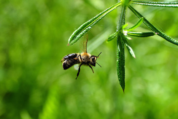 Zappelnde Biene klebt mit dem Flügel an klebriger Pflanze fest und kann befreit werden - Stockfoto