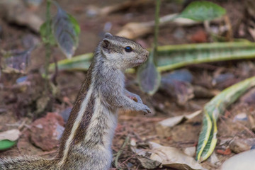 Close up of Small Squirrel Looking For Food On The Ground