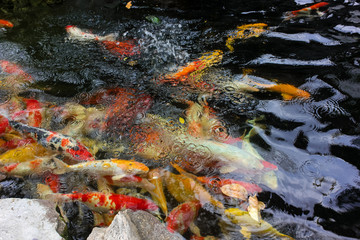 Obraz na płótnie Canvas Colorful carp fish or koi fish in a pond of water.