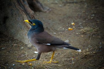 Close up of Common myna Walking on the ground
