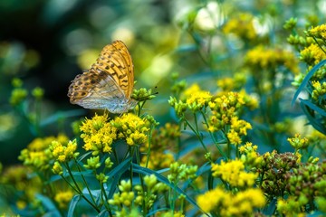 motyl dostojka malinowiec (Argynnis paphia) wśród żółtych kwiatów